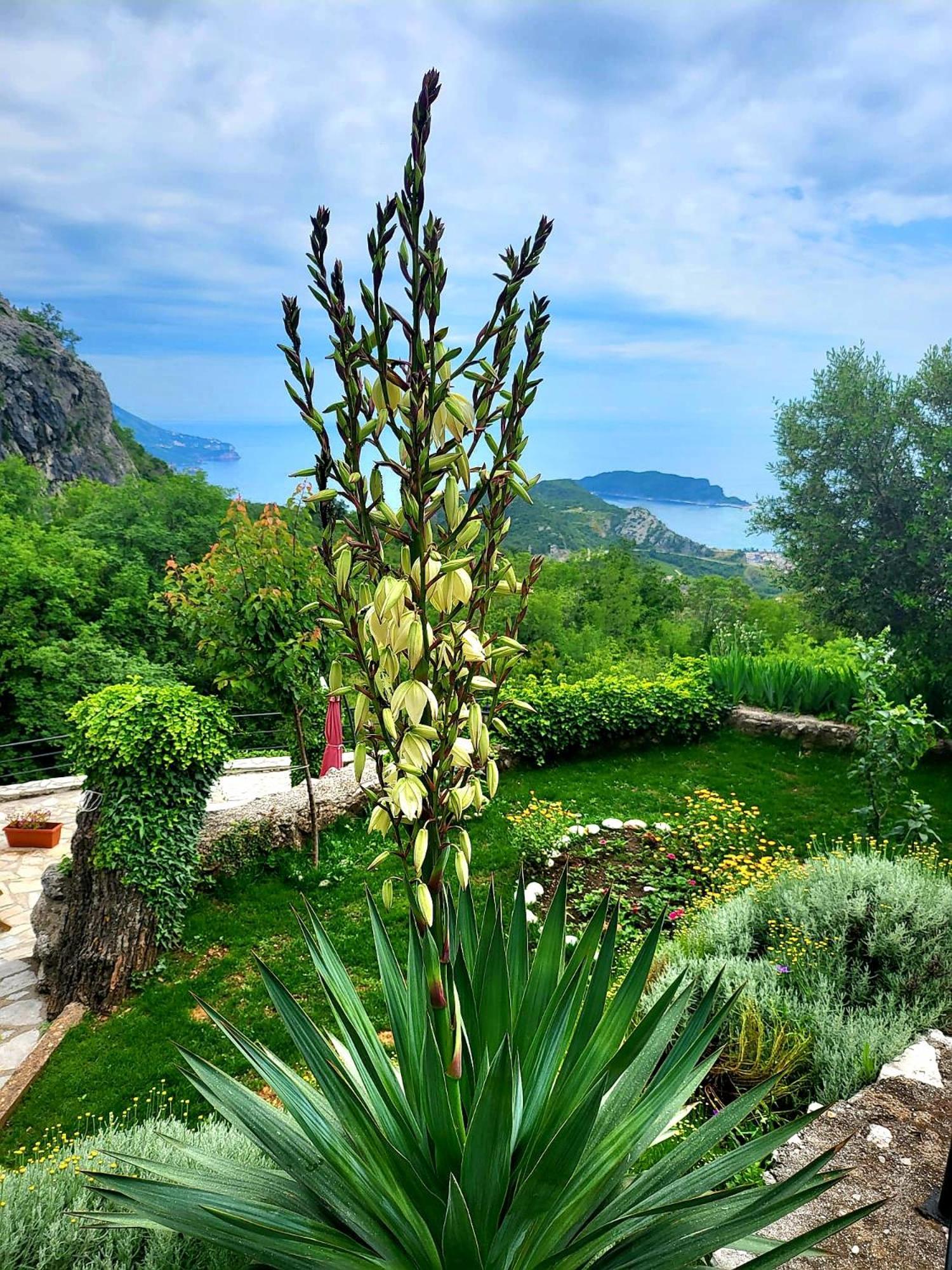 Villa Nera Budva Zewnętrze zdjęcie